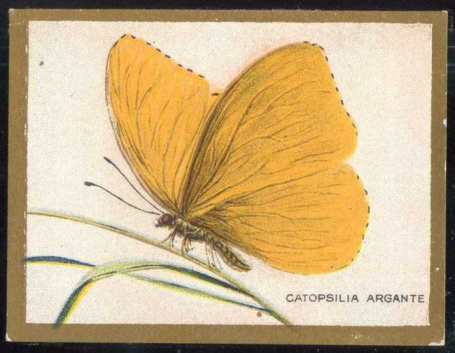 T48 Catopsilia Argante.jpg